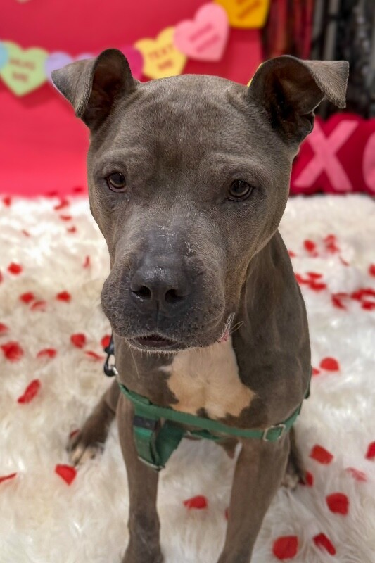 View Cold Spring the Dog Photo #10