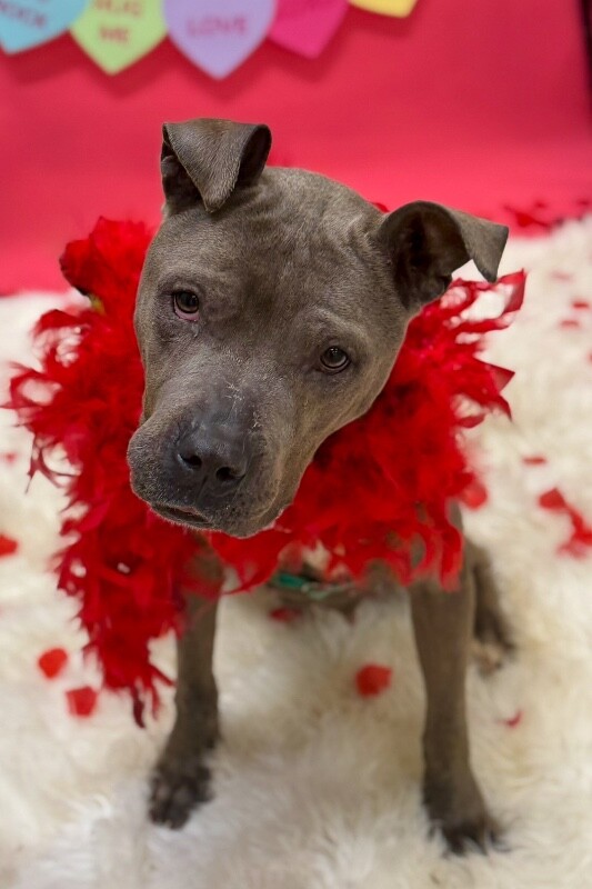 View Cold Spring the Dog Photo #11