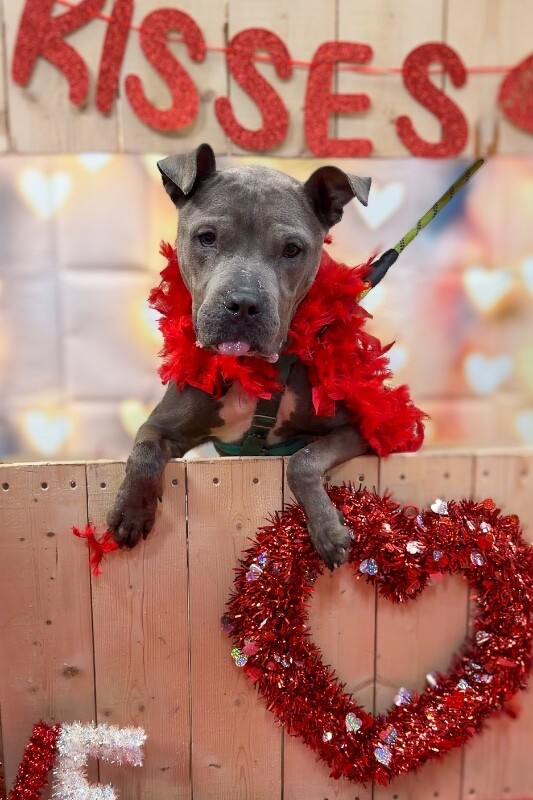 View Cold Spring the Dog Photo #7