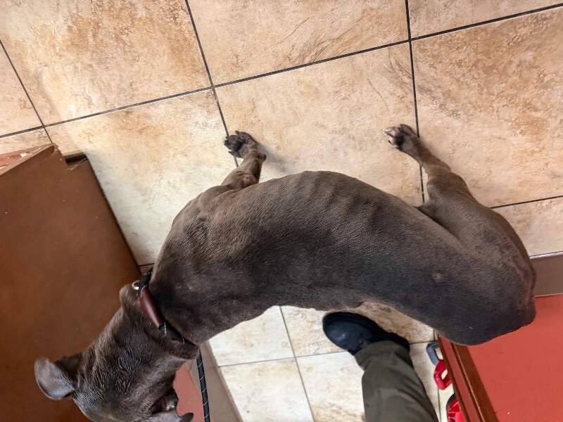 View Cold Spring the Dog Photo #3