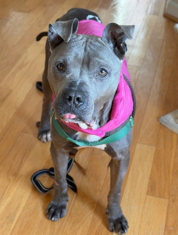 View Cold Spring the Dog Photo #4