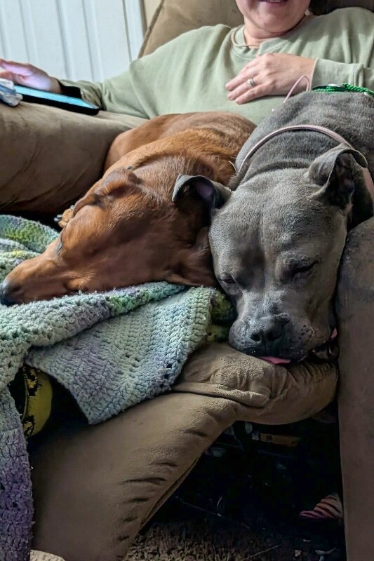 View Cold Spring the Dog Photo #10