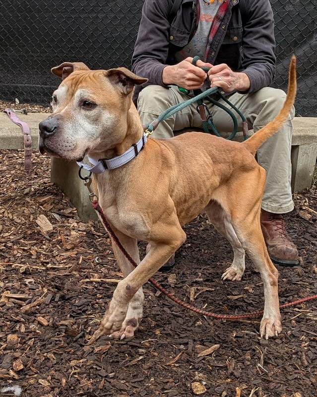 View Romeo the Dog Photo #7