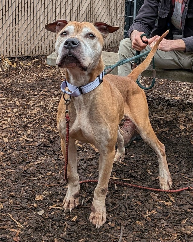 View Romeo the Dog Photo #4