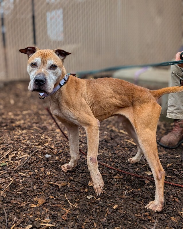 View Romeo the Dog Photo #3