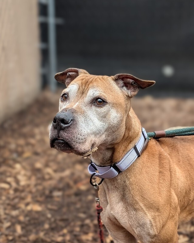 View Romeo the Dog Photo #6