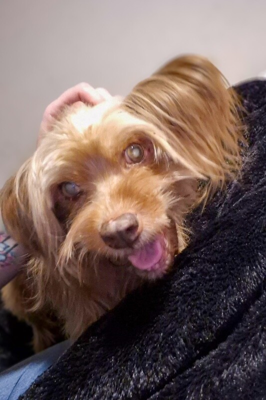 View Blondy the Dog Photo #2