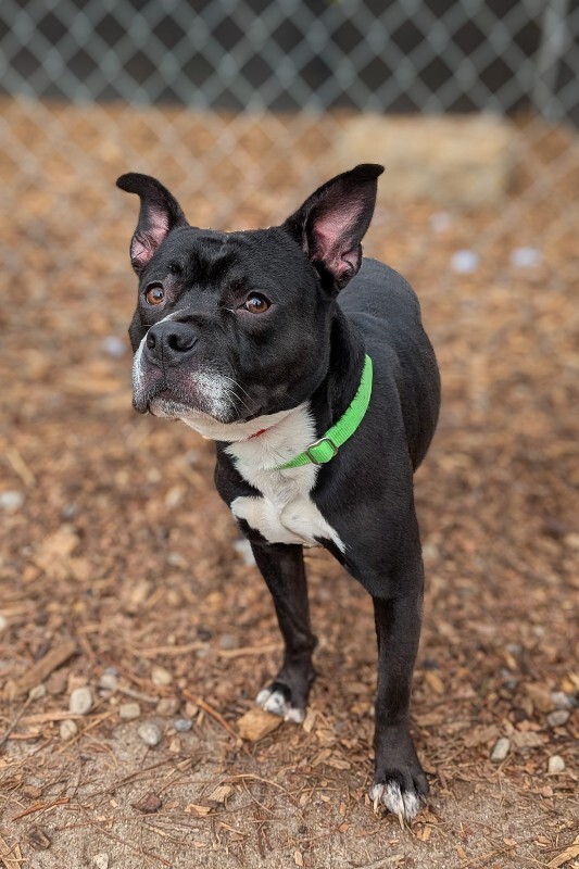 View Rey Mysterio the Dog Photo #3