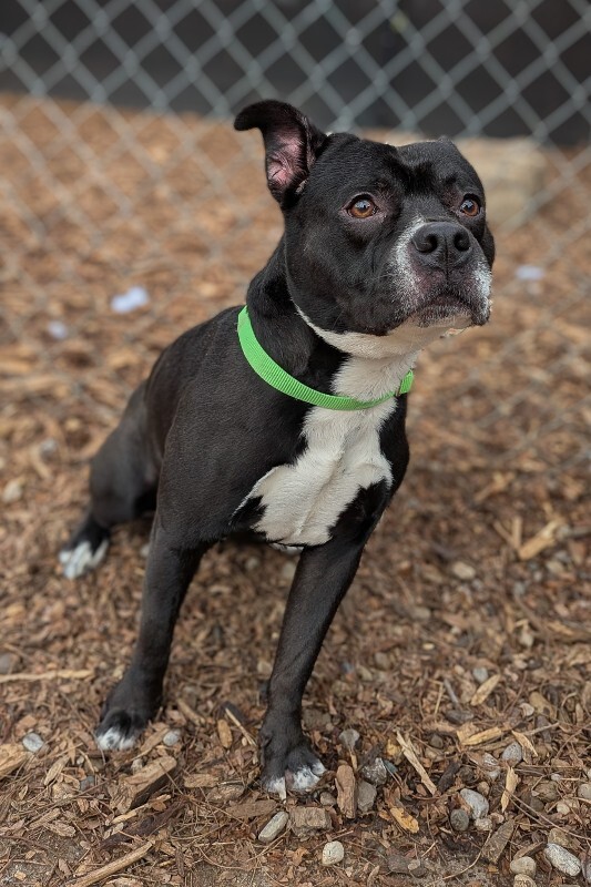 View Rey Mysterio the Dog Photo #4