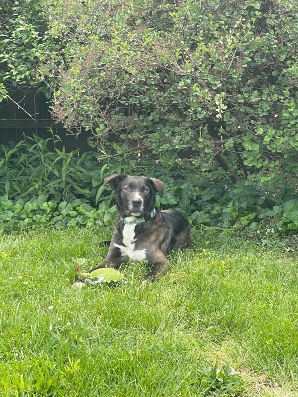 View Ranger the Dog Photo #11