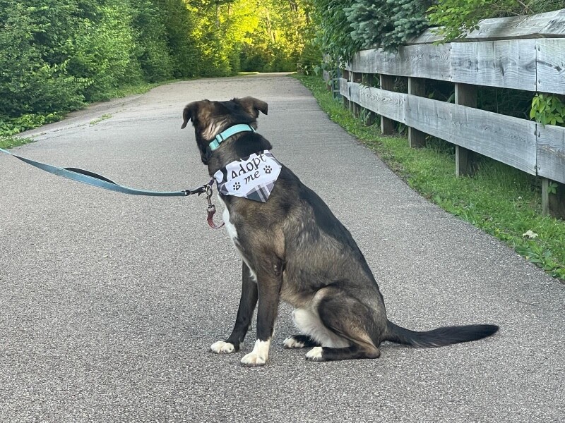 View Ranger the Dog Photo #7