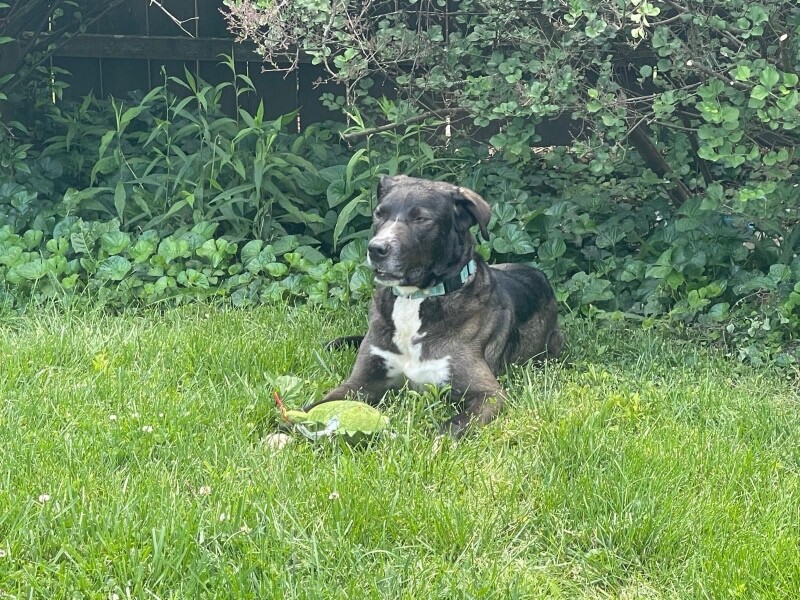 View Ranger the Dog Photo #8