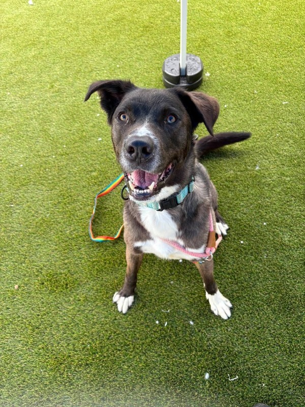 Learn More About Ranger Ranger - Dog
