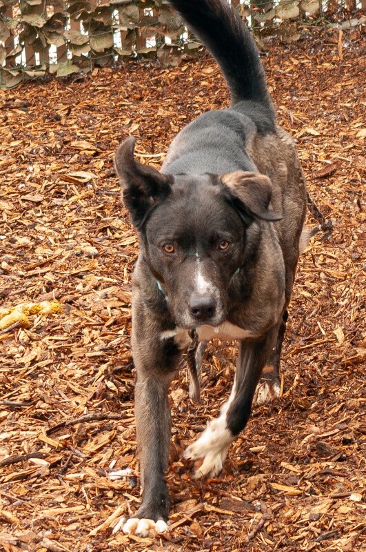 View Ranger the Dog Photo #4