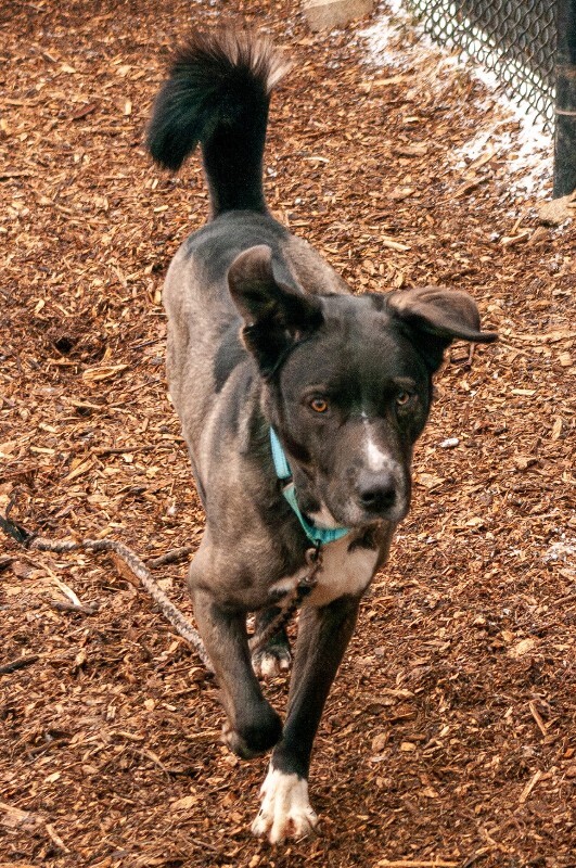 View Ranger the Dog Photo #5