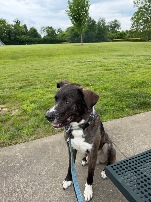 View Ranger the Dog Photo #5