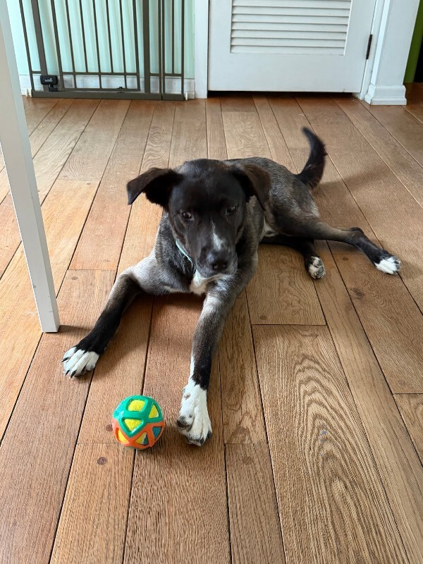 View Ranger the Dog Photo #2