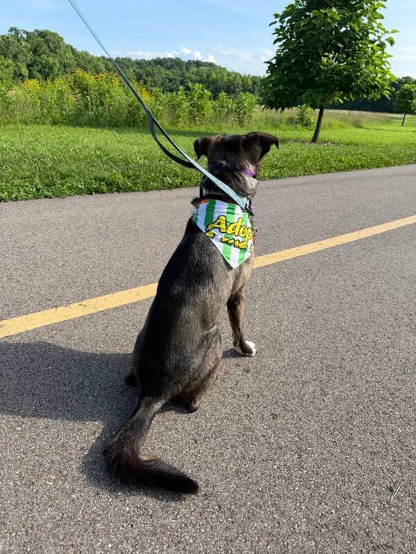 View Ranger the Dog Photo #20
