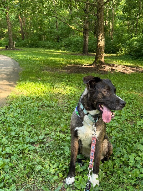 View Ranger the Dog Photo #11