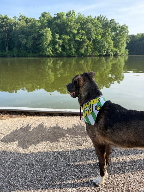 View Ranger the Dog Photo #8