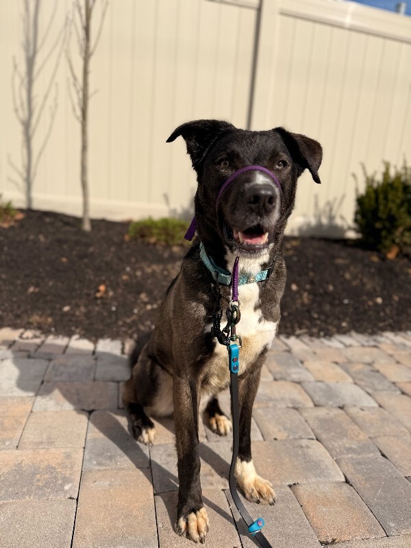 View Ranger the Dog Photo #2