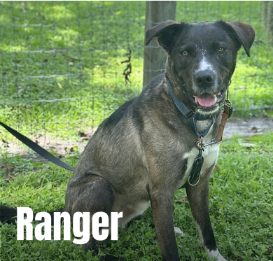 Ranger