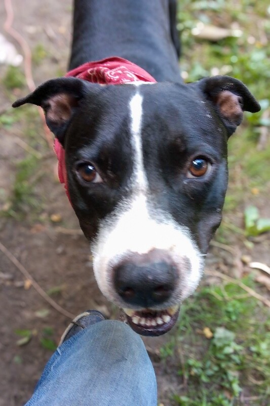 View Hawkeye the Dog Photo #7