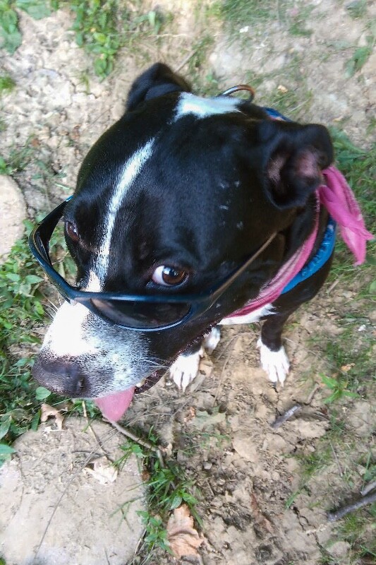 View Hawkeye the Dog Photo #2