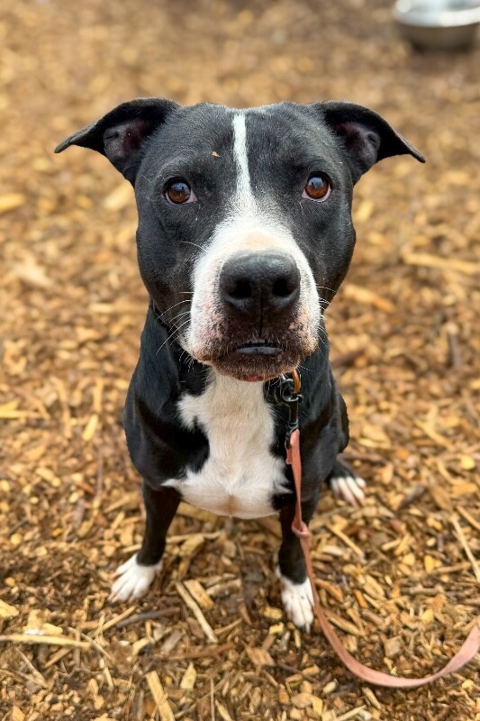 View Hawkeye the Dog Photo #10