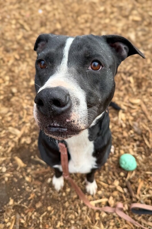 View Hawkeye the Dog Photo #11