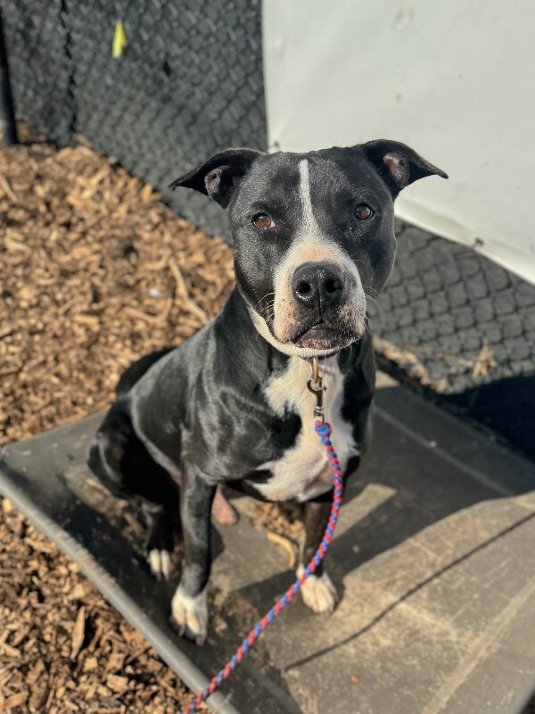 View Hawkeye the Dog Photo #3