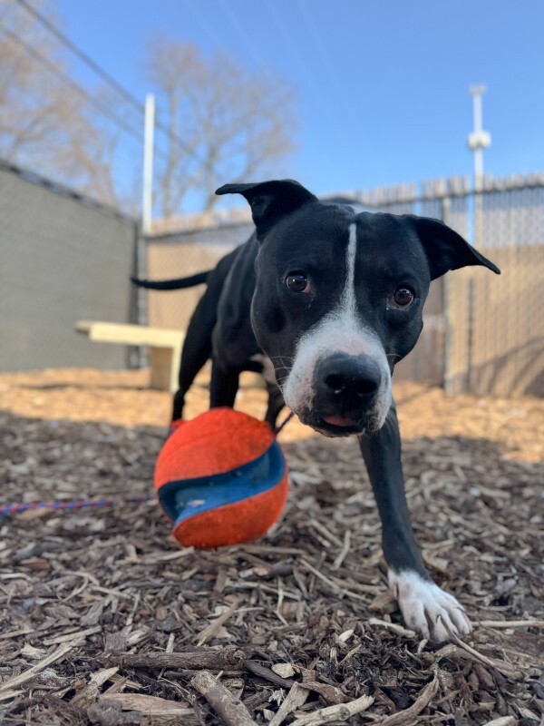 View Hawkeye the Dog Photo #5