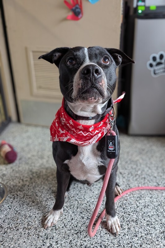 View Hawkeye the Dog Photo #8