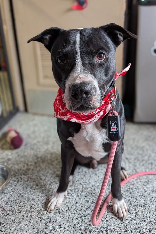 View Hawkeye the Dog Photo #9