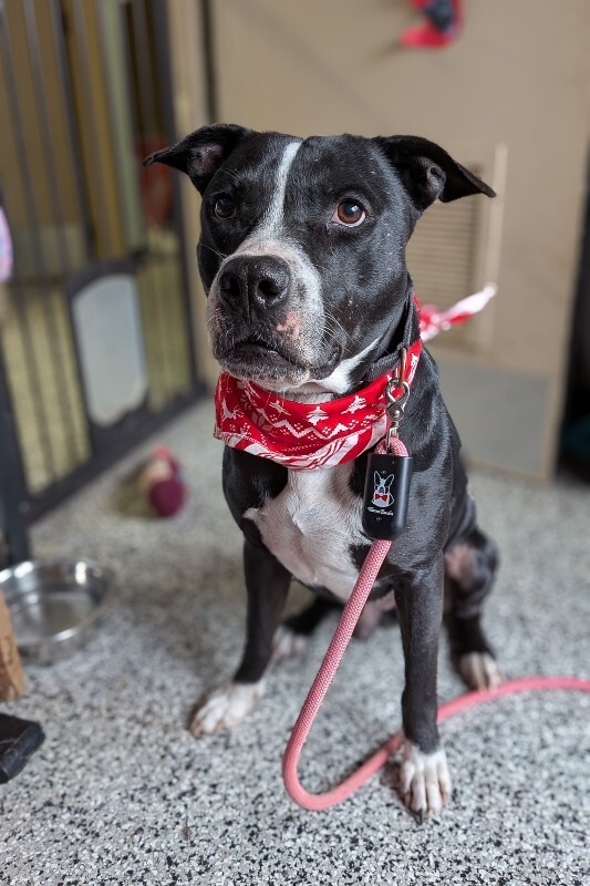 View Hawkeye the Dog Photo #7