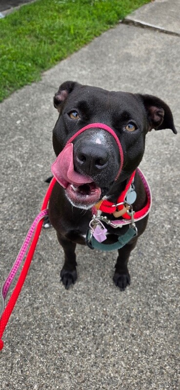 View Nikita the Dog Photo #11