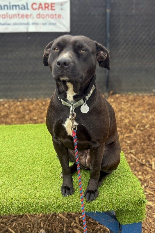 View Nikita the Dog Photo #7