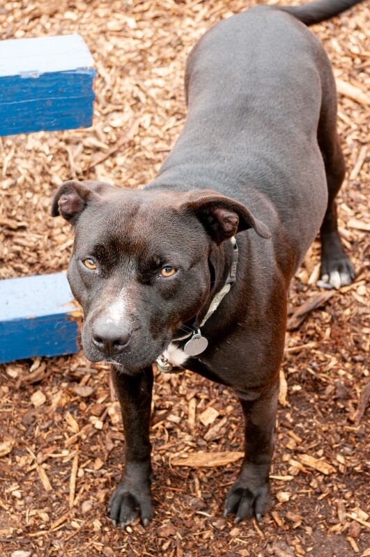 View Nikita the Dog Photo #13