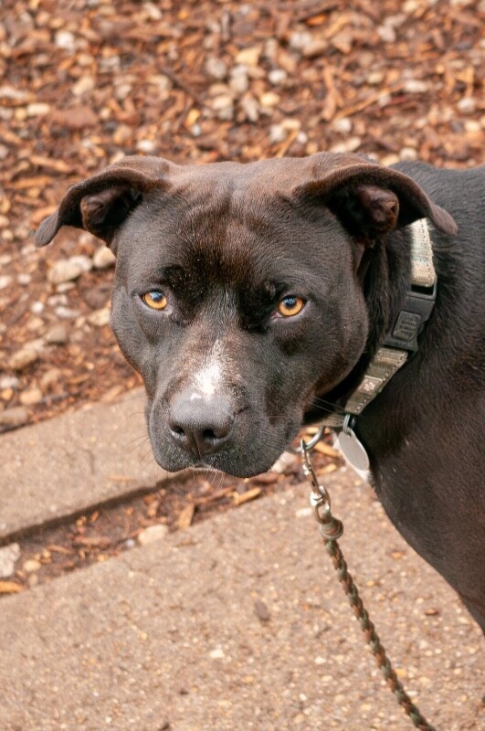 View Nikita the Dog Photo #14