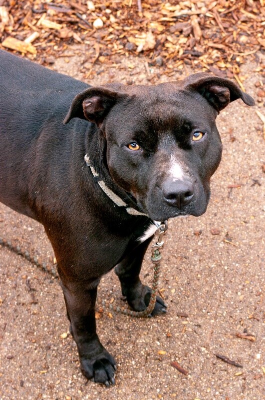 View Nikita the Dog Photo #15