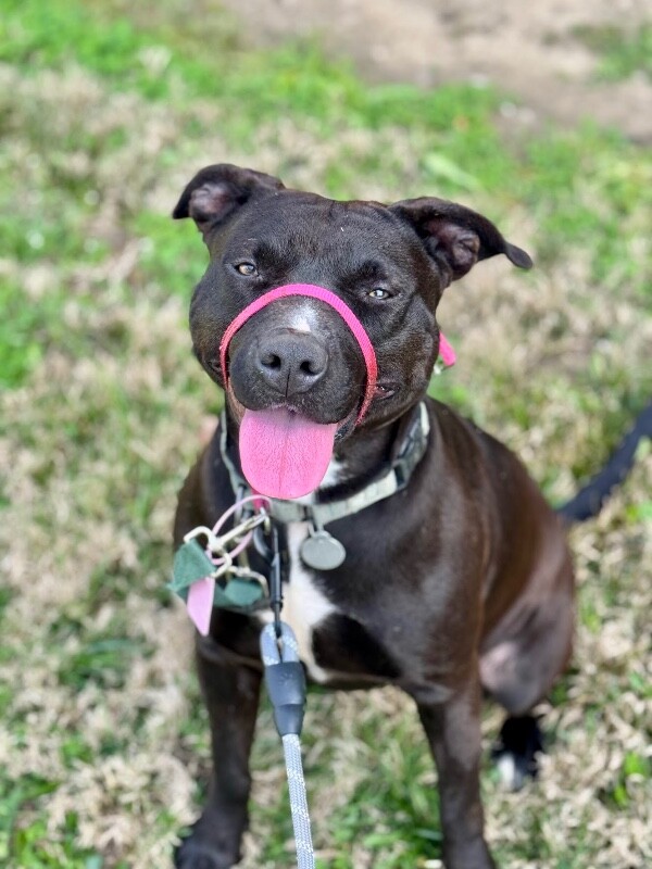 View Nikita the Dog Photo #4