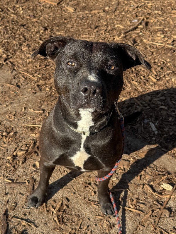 View Nikita the Dog Photo #3