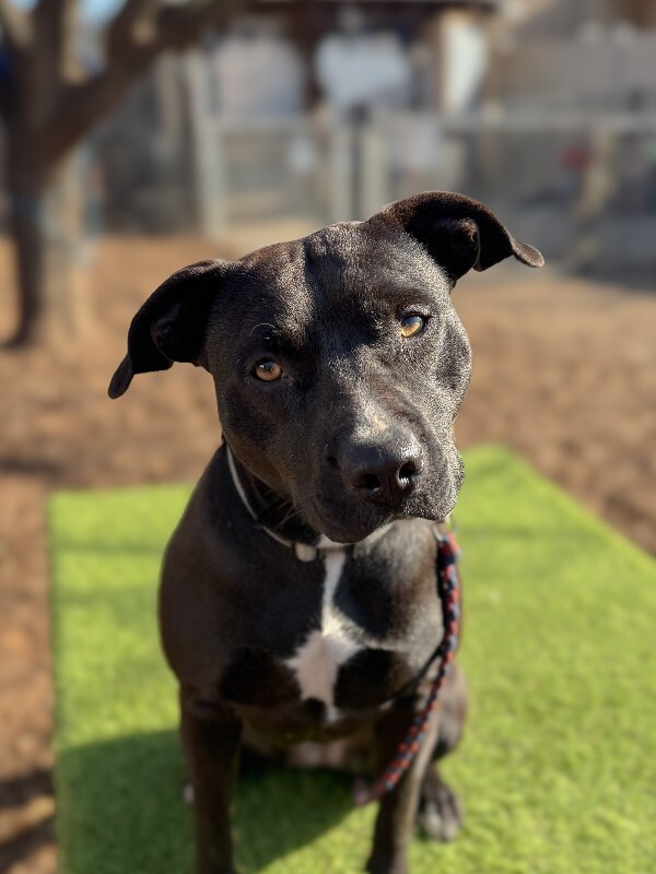 View Nikita the Dog Photo #2