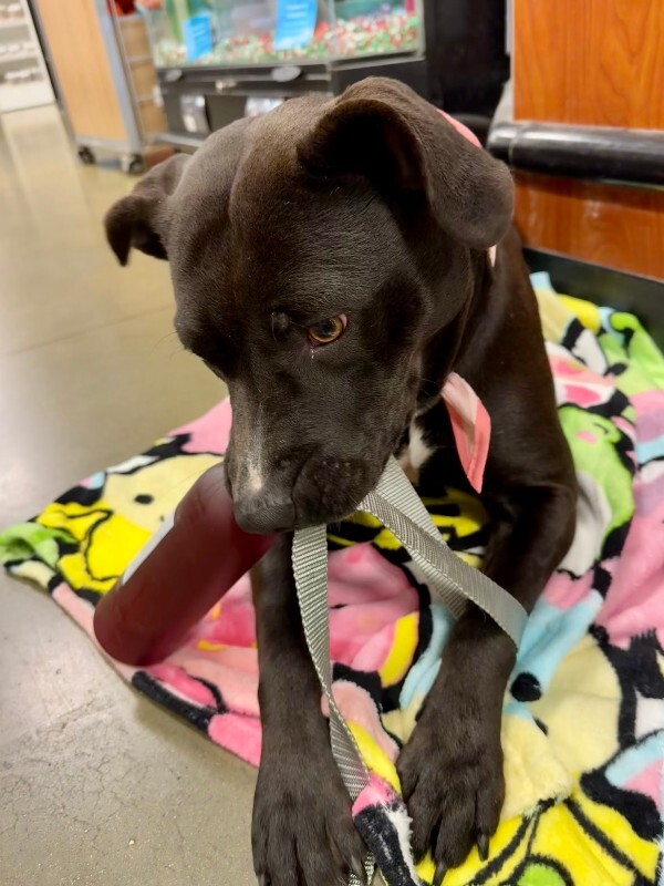 View Nikita the Dog Photo #6