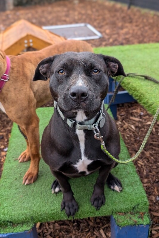 View Nikita the Dog Photo #8