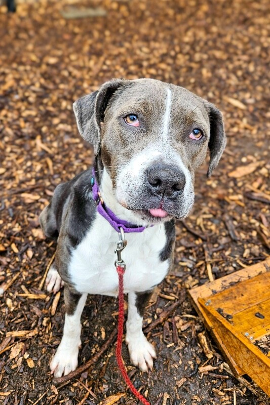 View Lulu the Dog Photo #2