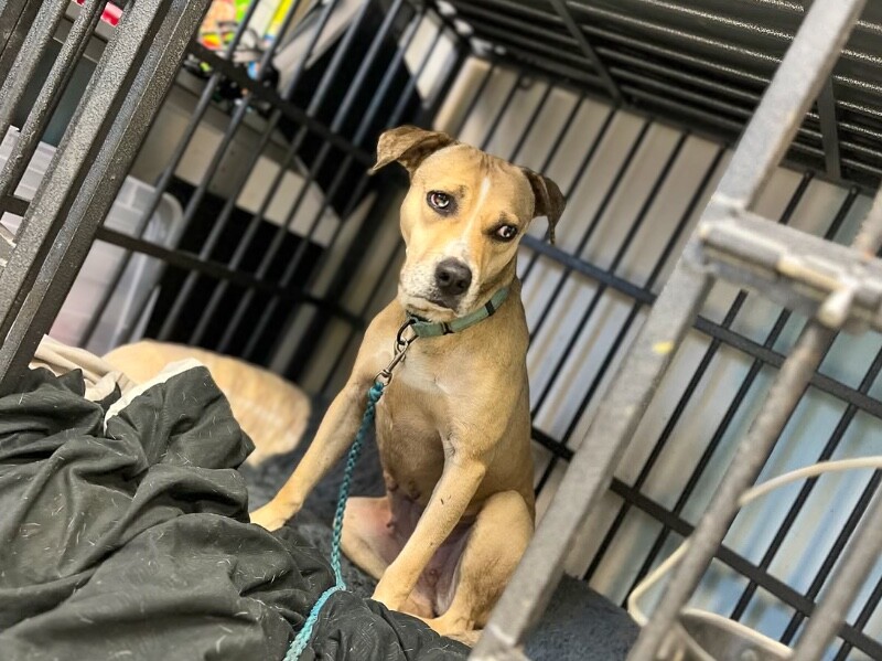 View Kendra Scott the Dog Photo #4