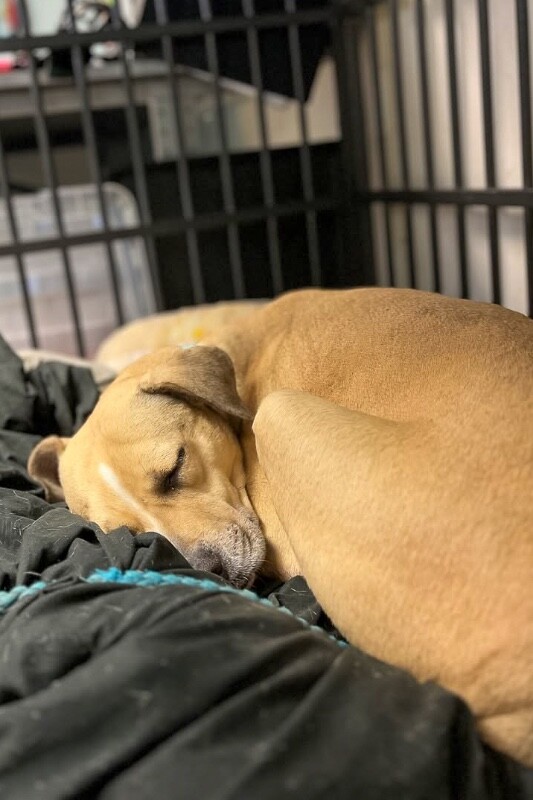 View Kendra Scott the Dog Photo #5