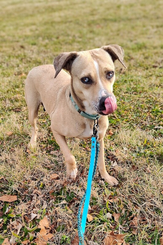 View Kendra Scott the Dog Photo #3