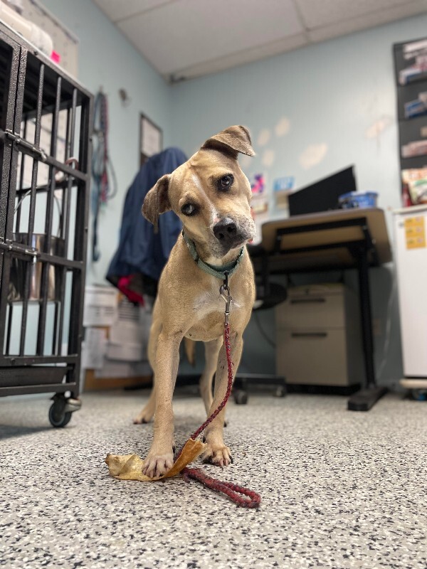 View Kendra Scott the Dog Photo #6